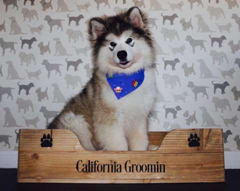 California Groomin Dog Spa photo